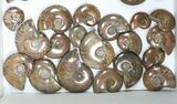 Lot: kg Iridescent, Red Flash Ammonites (-) - Pieces #82493-1